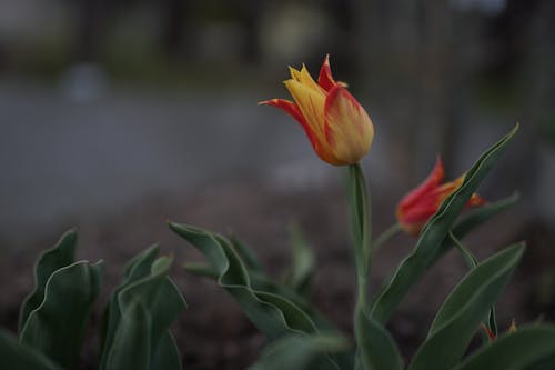 Free Selective Focus of a Blooming Tulip Flower Stock Photo