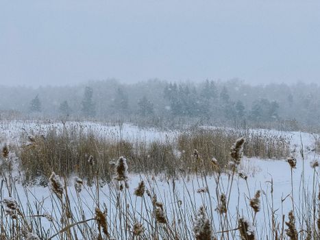 A tranquil winter scene with frosty grass and a foggy atmosphere in a snow-covered field.