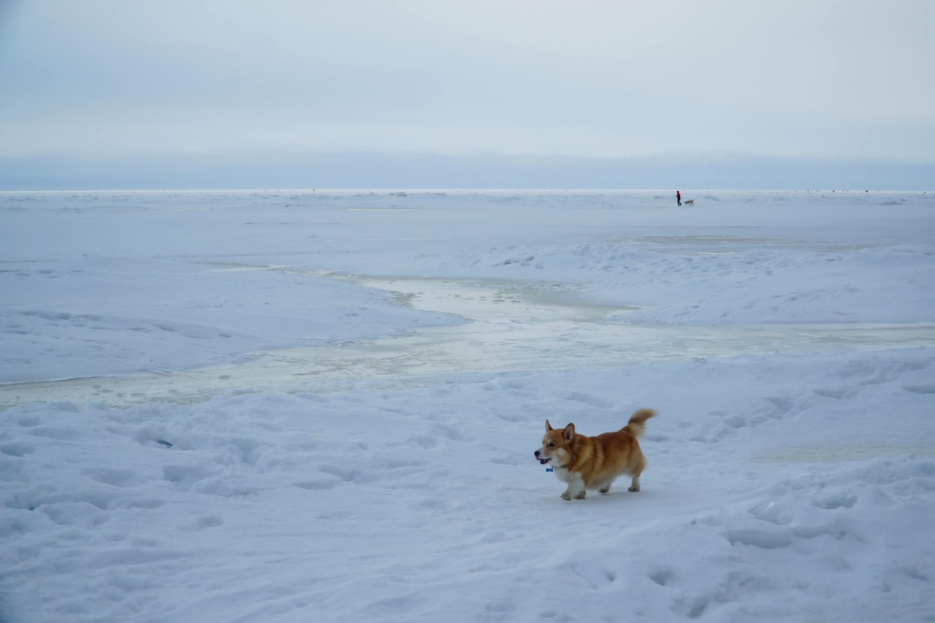 Corgihundar på snötäckt mark