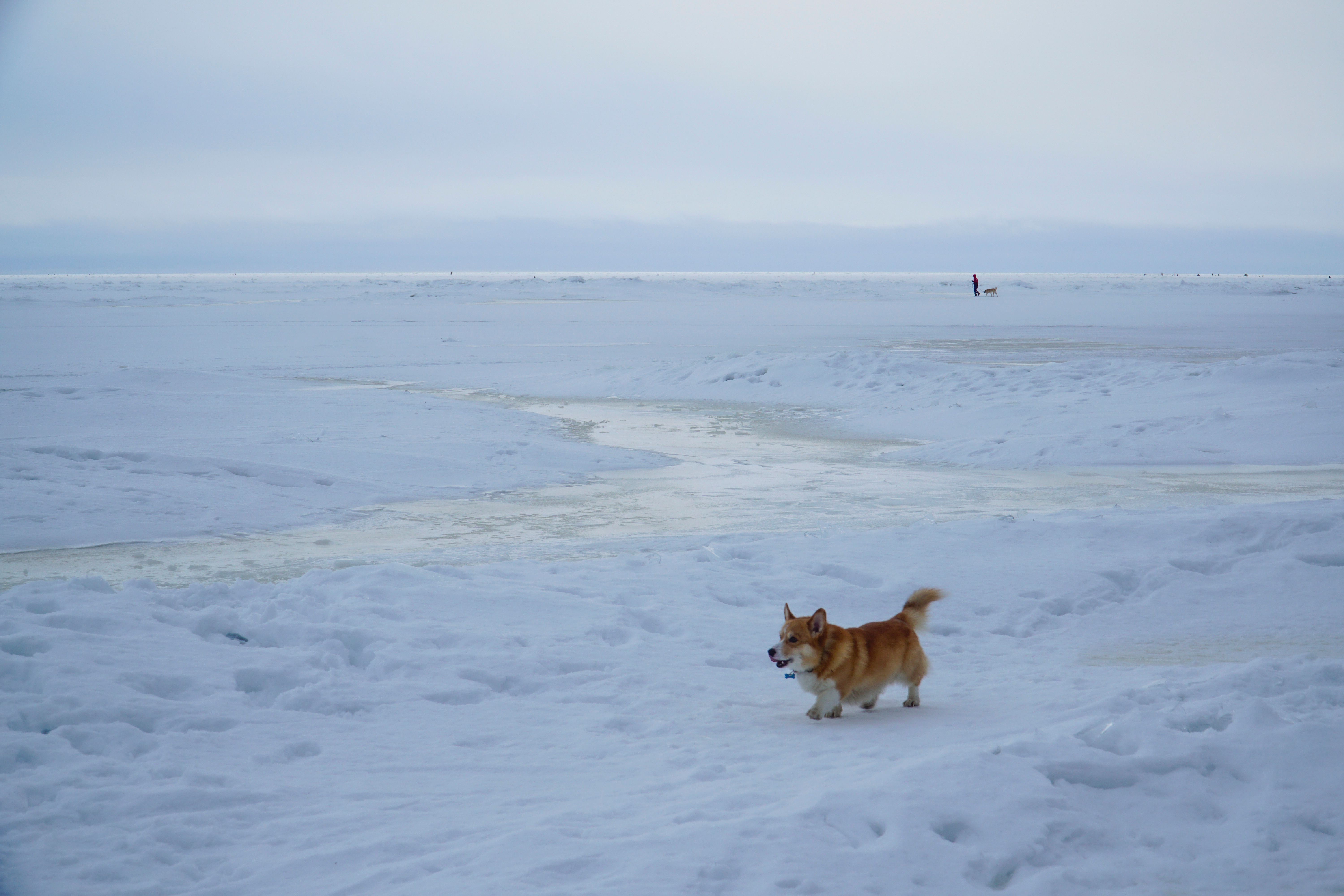 365+ Best Free Corgi Stock Photos &amp; Images · 100% Royalty-Free HD Downloads