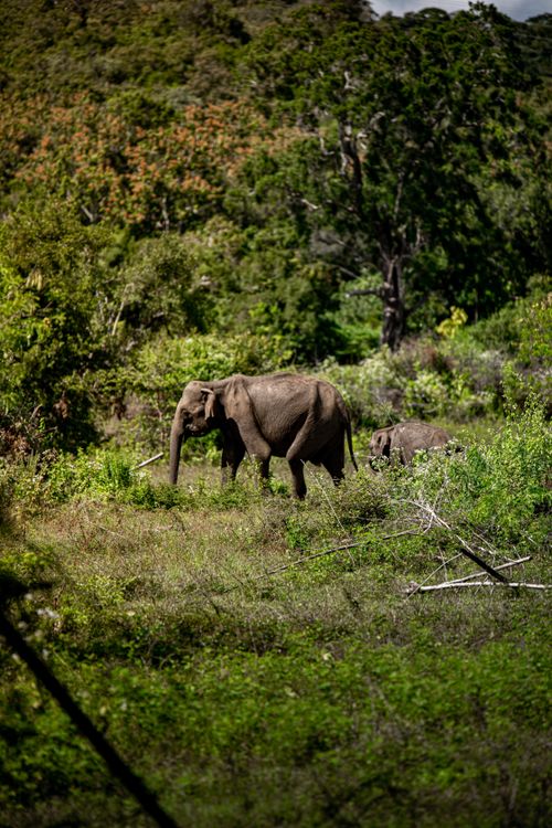 Free Discover majestic wild elephants roaming through a vibrant and lush forest setting. Stock Photo