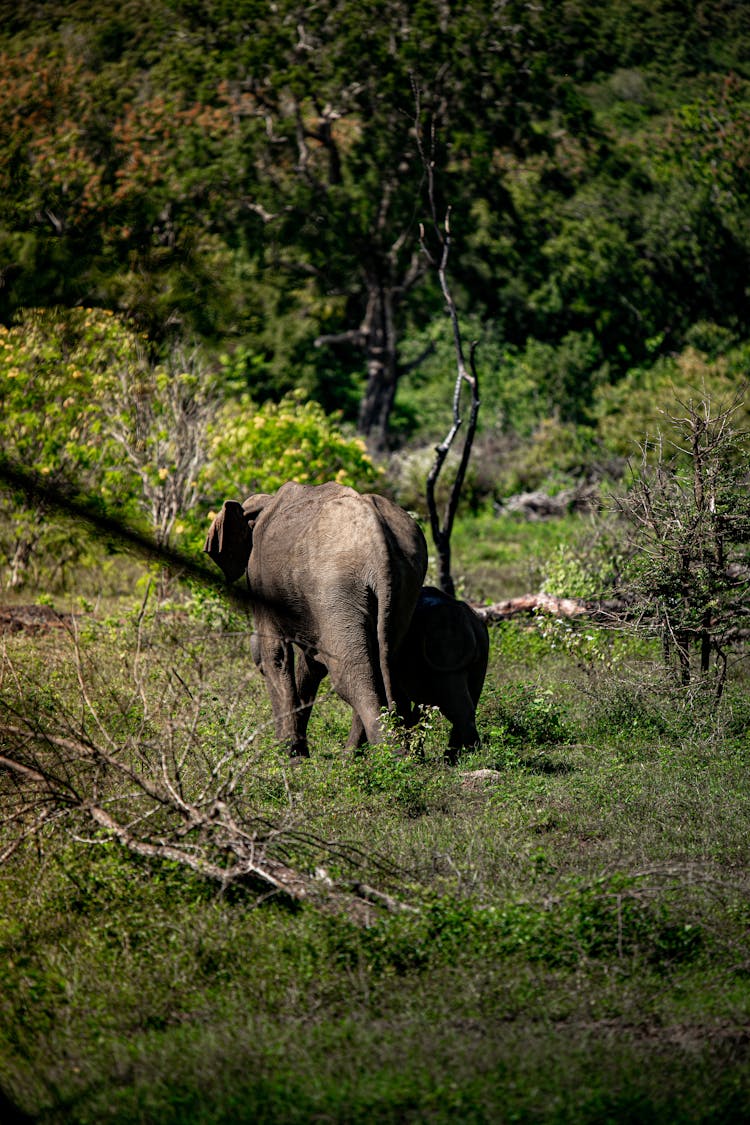  Calves Walking In The Forest 