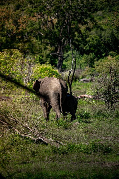 Free A pair of elephants walking through the dense forest, showcasing wildlife in its natural habitat. Stock Photo