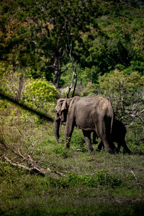 Free Adult elephant with calf in a vibrant savannah landscape. Stock Photo