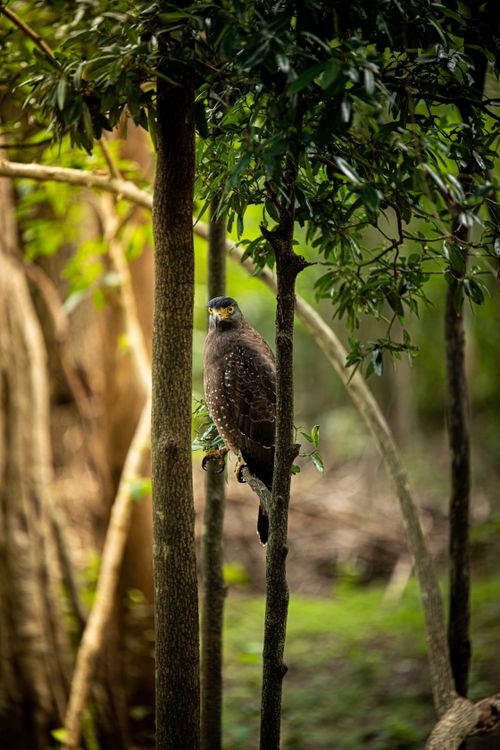 Free A crested serpent eagle sits calmly on a tree branch in a lush forest setting. Stock Photo