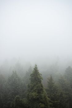 A serene view of a misty pine forest enveloped in dense fog, creating a tranquil mood.. pexels, serene, view