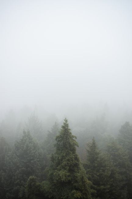 Fotomural Una vista serena de un bosque de pinos envuelto en densa niebla, creando un ambiente tranquilo.