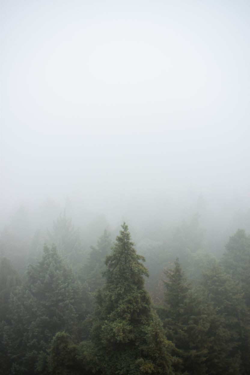 Pine forest canopy disappearing into dense morning fog — photo by Merve Nur Türker on Pexels