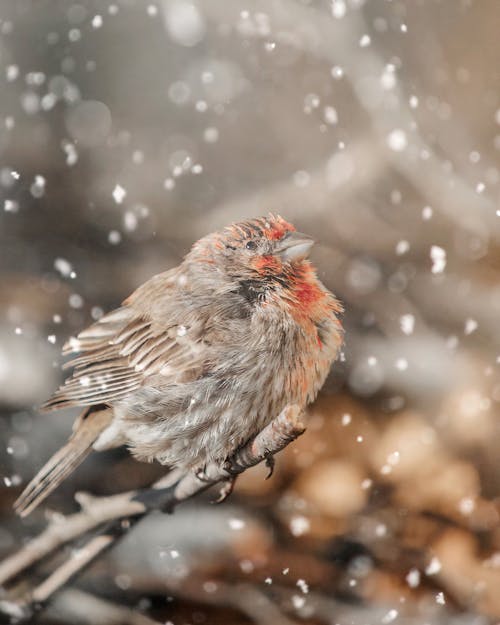 American Rosefinch Bird  Perched on Tree Branch