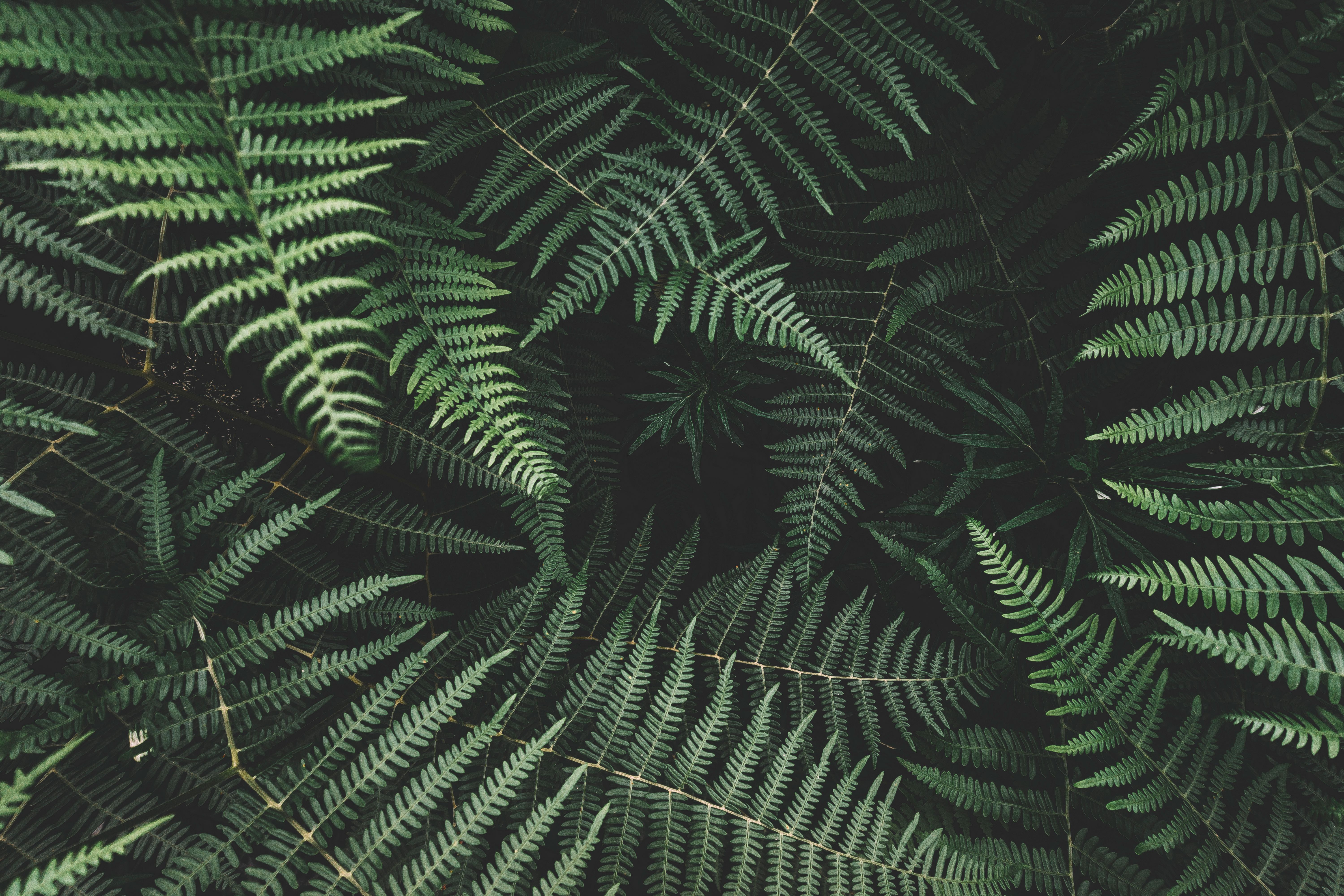 Vibrant fern leaves form an intricate foliage pattern. Perfect for nature themes.