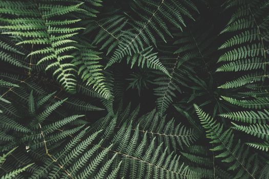 Vibrant fern leaves form an intricate foliage pattern. Perfect for nature themes.