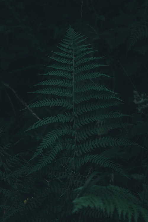 Green Fern Plant in Dark Background 