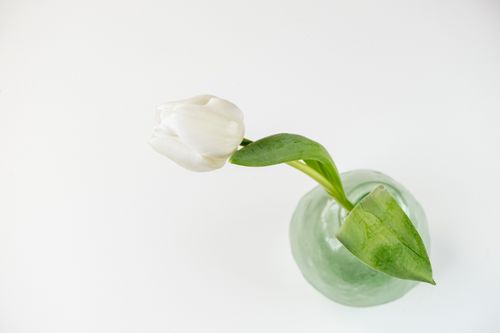 Free A white tulip in a glass vase on a minimalist background, perfect for decor. Stock Photo