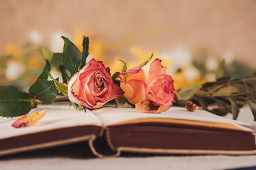 Free Pink Roses on Top of a Open Book Stock Photo