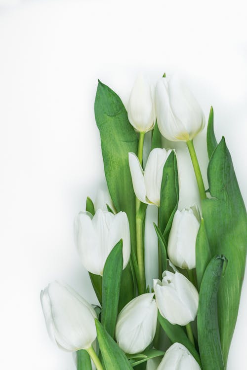Free White Tulips on White Background Stock Photo