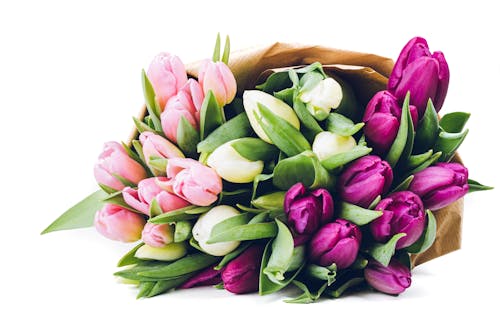 Free stock photo of background, easter, flowers Stock Photo