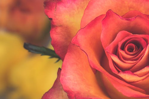 Fotobanka s bezplatnými fotkami na tému aromatický, kvet, lupene