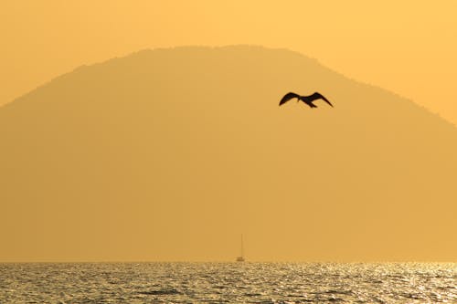 A Seagull Flying over Sea Water