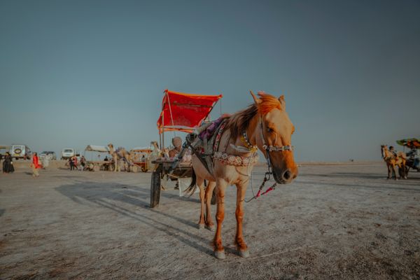 Sightseeing in Rann of Kutch