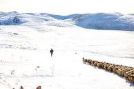 Shepherd and Sheep on Snow Field