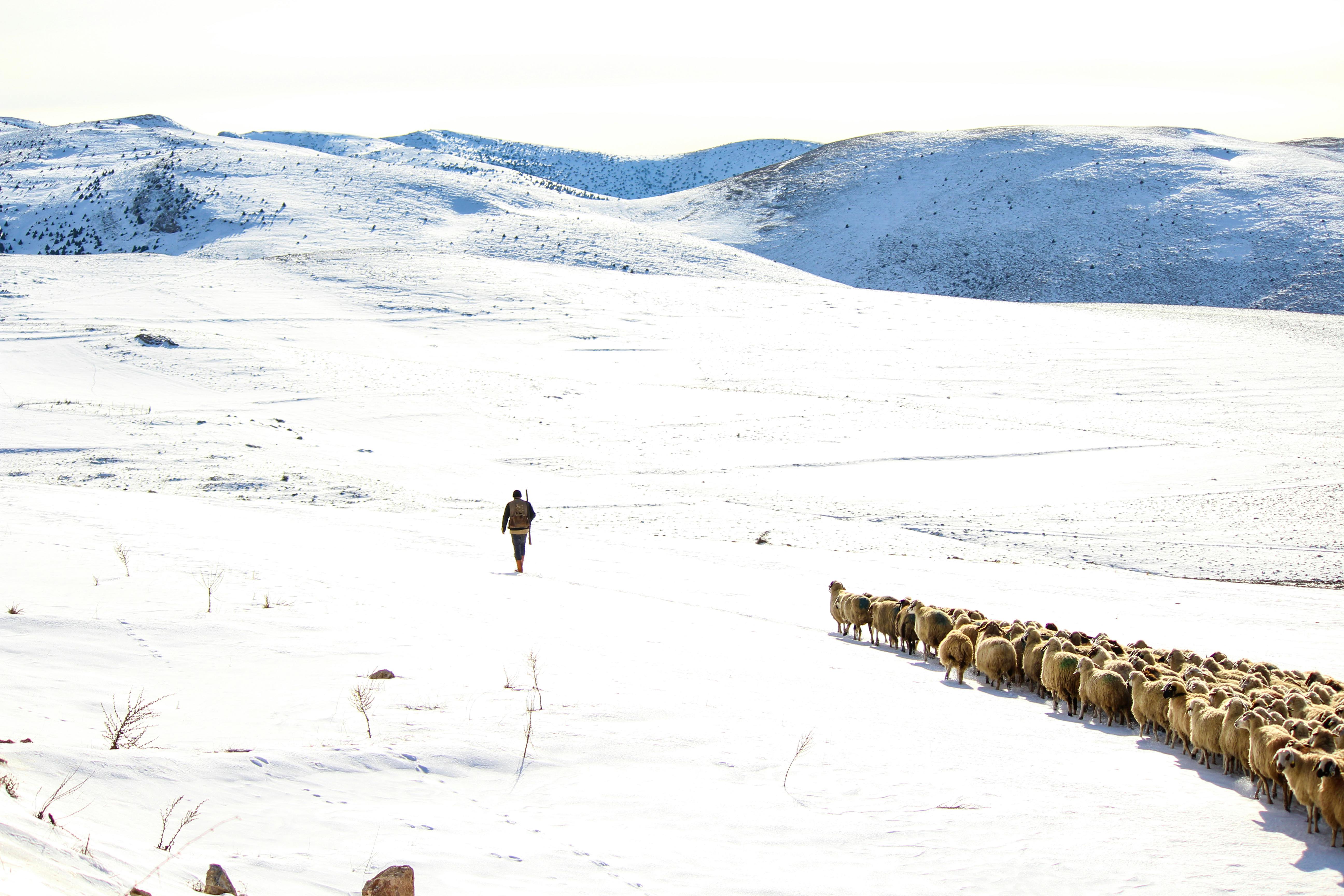 600+ Best Shepherd Photos · 100% Free Download · Pexels Stock Photos