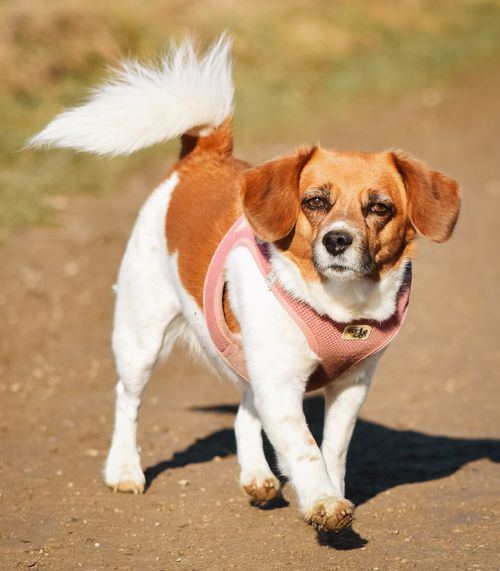 Free Adorable dog in a pink harness enjoying a sunny outdoor walk on a dirt path. Stock Photo