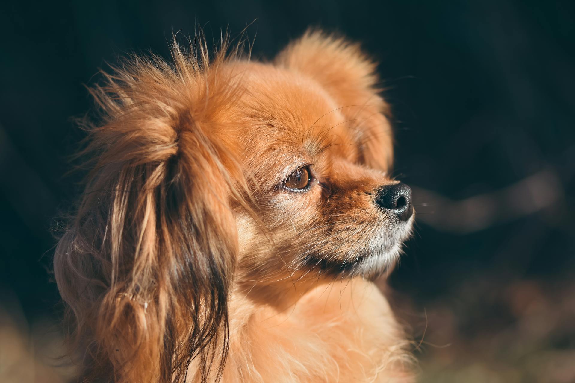 Un chihuahua brun à cheveux longs, photographié en gros plan