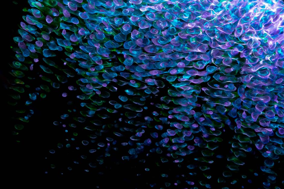CRISPR-Based 'PAC-MAN' System Successfully Destroys Coronaviruses and Flu Viruses