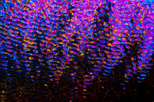 Intricate digital art featuring vibrant patterns and textures in vivid hues.