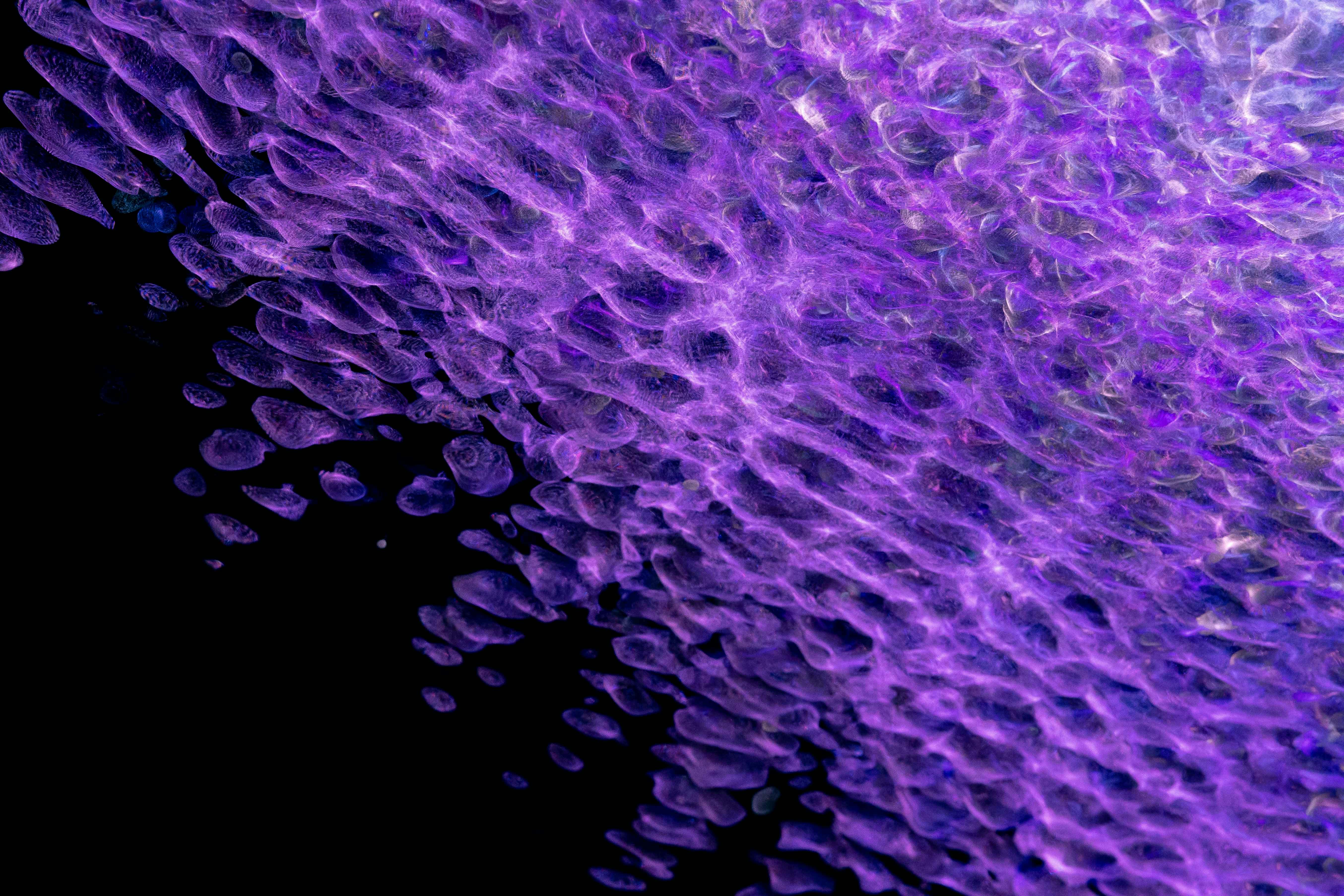 From genes to networks: neurobiological bases of neurodiversity across common developmental disorders — Photo by Merlin Light