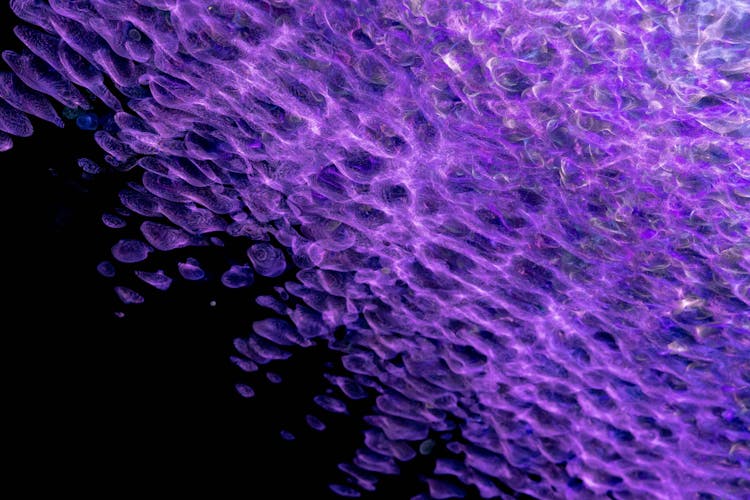 Purple Digital Art In Close Up Shot