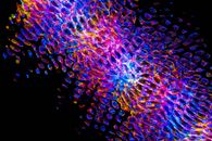 Purple and Blue Abstract Painting