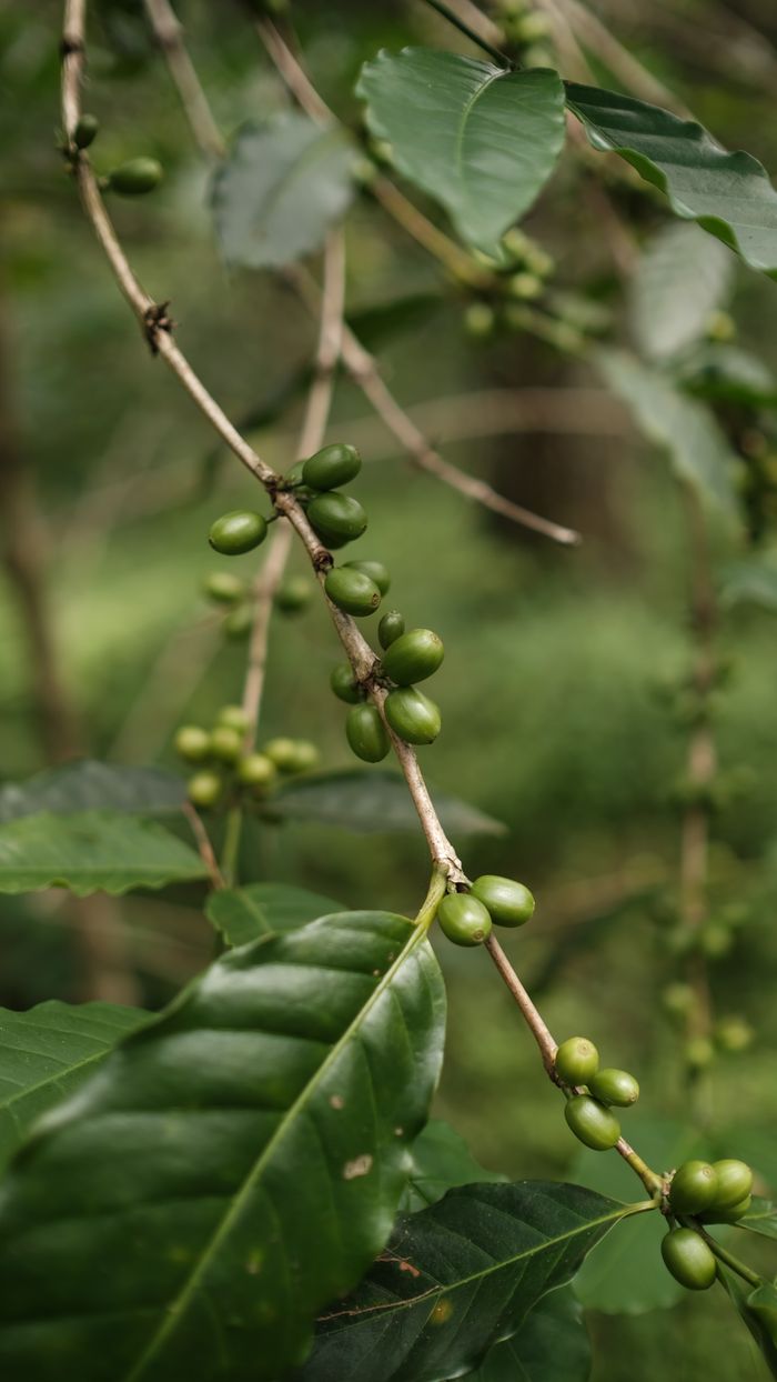 Green coffee beans pada cabang tanaman kopi