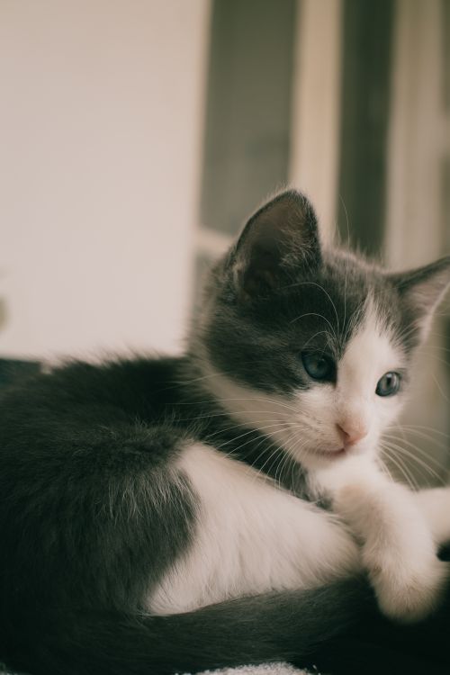 Free Cute gray and white kitten resting indoors, looking pensive and relaxed. Stock Photo