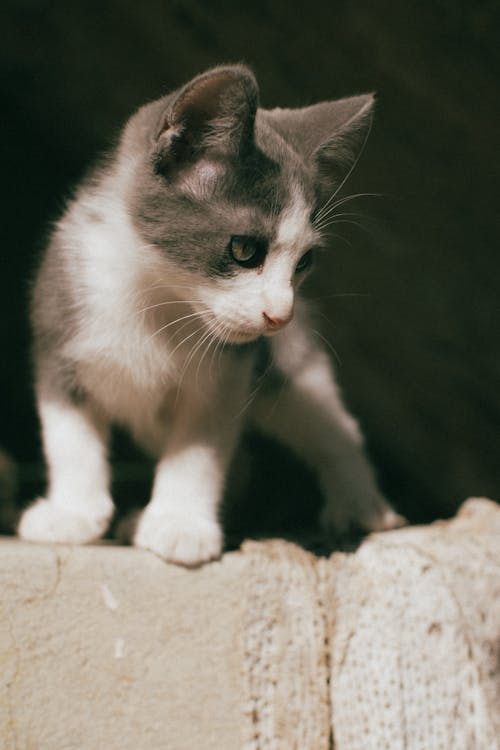 Free White and Gray Kitten Standing on Concrete fence Stock Photo