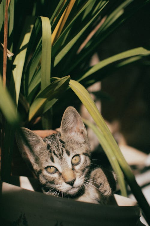 Tabby Cat Beside a Green Plant