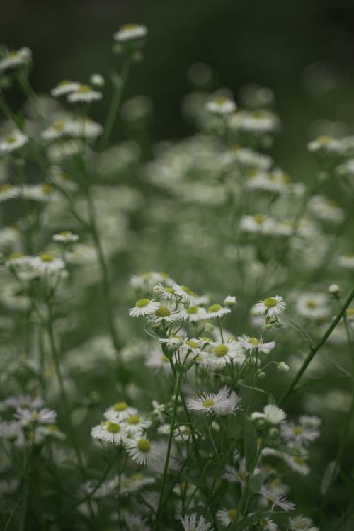 Бесплатное стоковое фото с белые цветы, ботанический, вертикальный выстрел