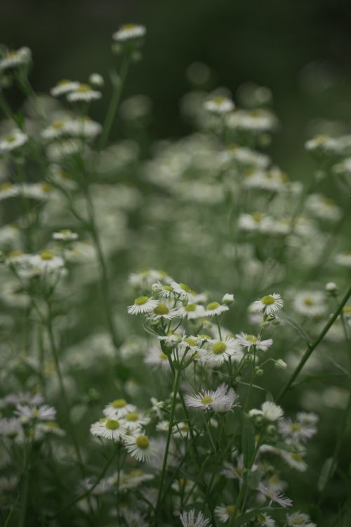Free Captivating field of blooming white daisies with a soft blurred background, showcasing nature's beauty. Stock Photo
