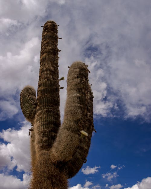 Gratis stockfoto met cactus, enorm, fabriek