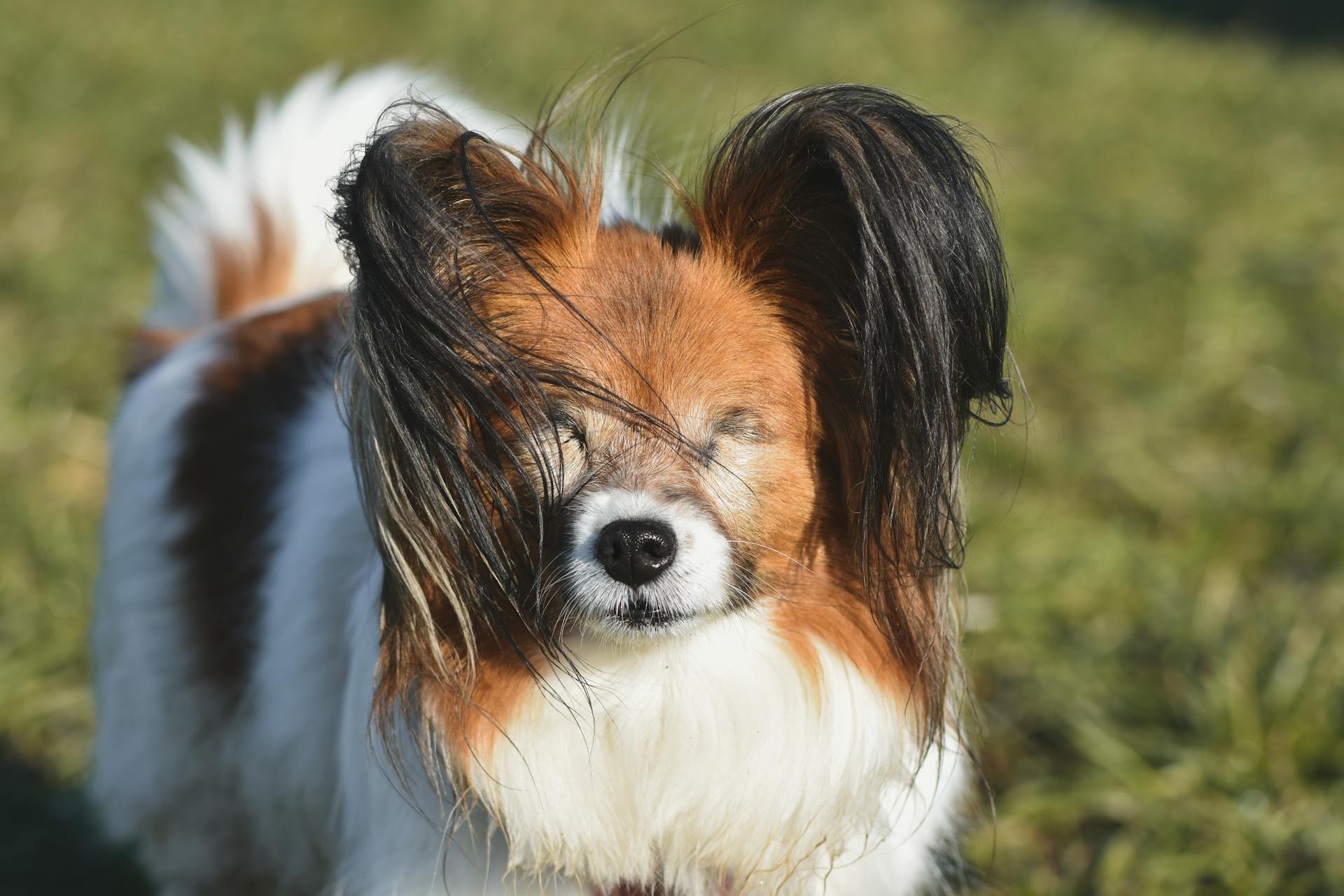 Photograph of a Papillon Dog