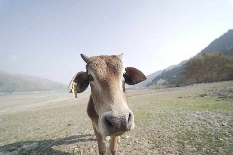 Close-Up Photo Of A Brown Cow's Head