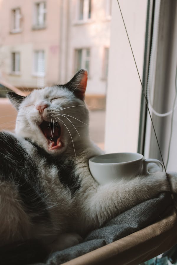 White and Black Cat on White Ceramic Mug