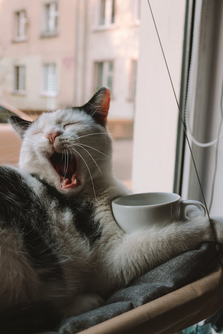 Close-Up Photo Of A Cat Yawning