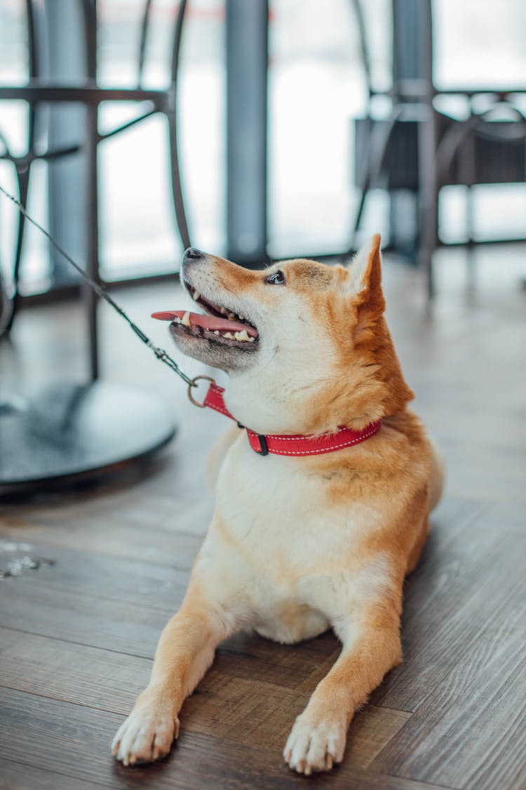 Dog In Red Collar On Leash Sitting On Ground