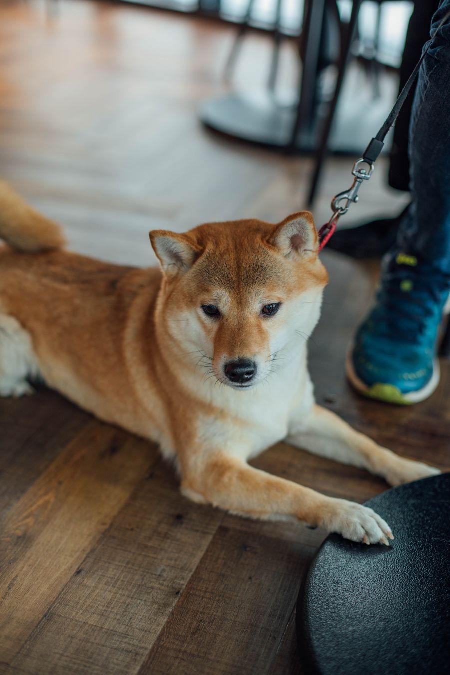 Dog relaxing on a wood floor