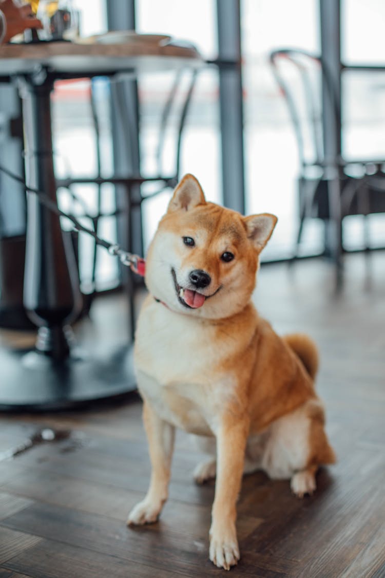 Red Shiba Inu Sitting On Floor