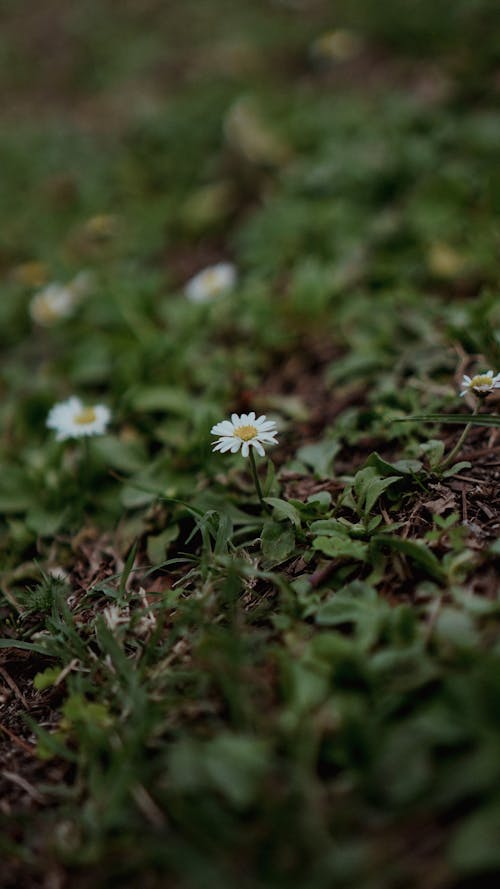 Gratis lagerfoto af blomst, delikat, flora