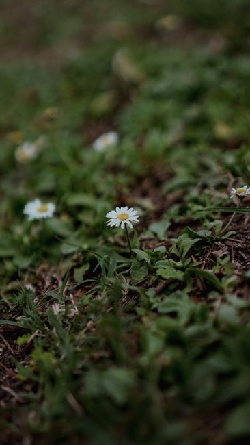 Fotomural Un primer plano de delicadas margaritas floreciendo en el suelo, evocando una sensación de calma.