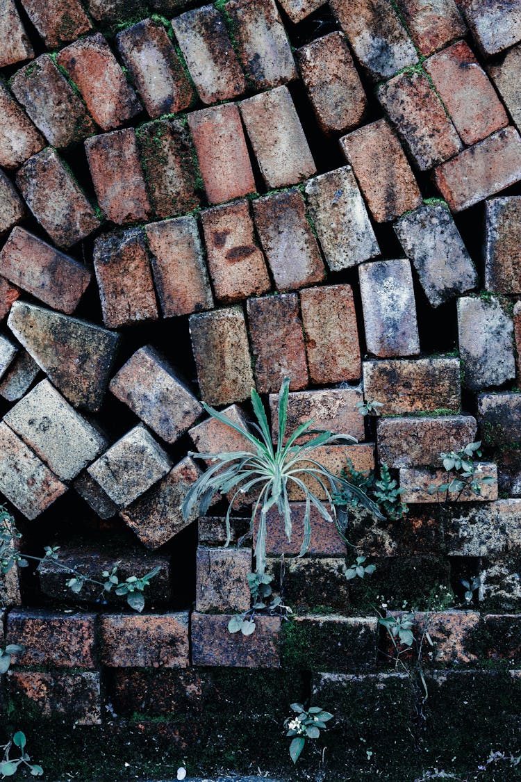 Small Plants Growing On Brown Concrete Blocks 