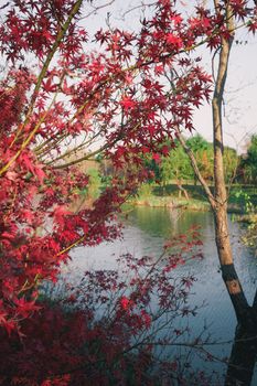 Vibrant red maple leaves by a tranquil lake capturing the essence of fall.